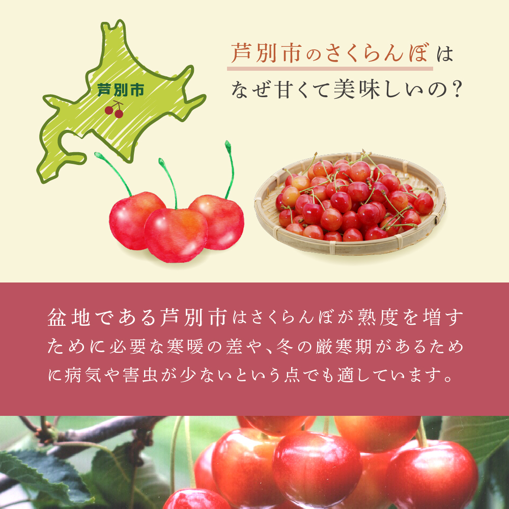【先行受付】さくらんぼ 南陽1kg（500g×2パック）高級 サクランボ 北海道 芦別産 赤 3L