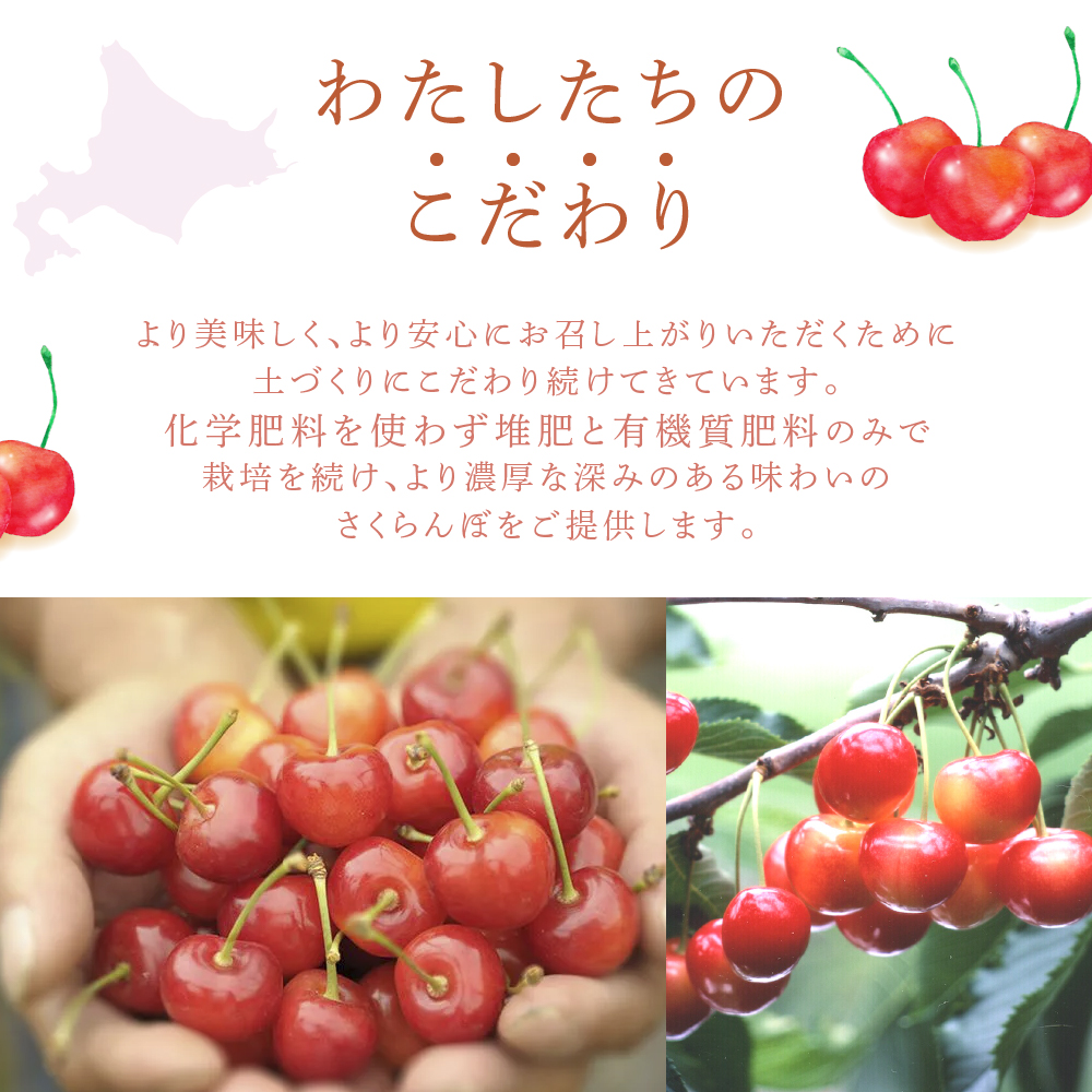 【先行受付】さくらんぼ 南陽1kg（500g×2パック）高級 サクランボ 北海道 芦別産 赤 3L