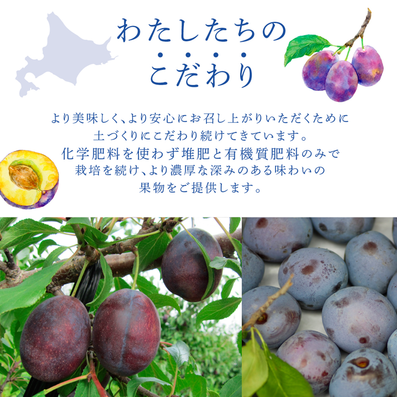 【訳アリ】  冷凍 プルーン 500g × 2パック 1kg 大橋さくらんぼ園 果物 果物類 フルーツ デザート 完熟 急速冷凍 新鮮 美味しい 人気 冷凍配送 北海道 芦別市