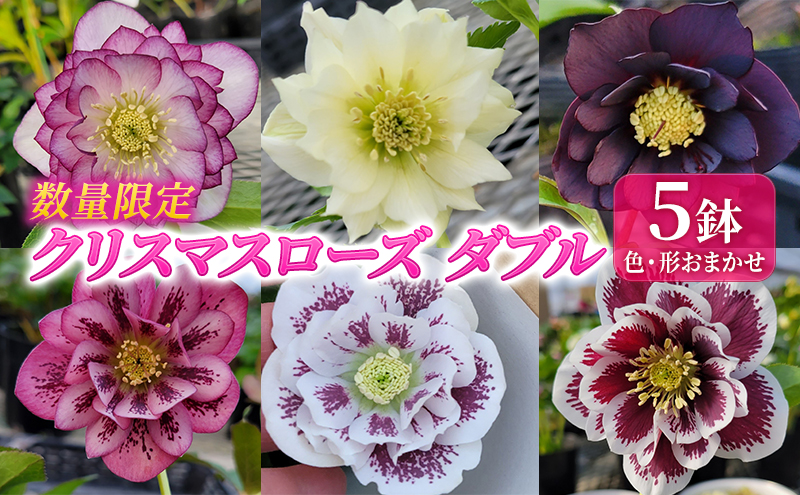 数量限定】北海道芦別市 石黒花園 クリスマスローズ ダブル 5鉢