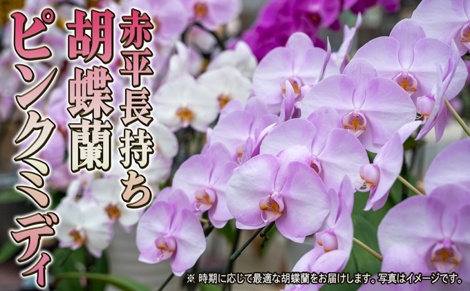 赤平長持ち胡蝶蘭ピンクミディ3株3本立て  胡蝶蘭 花 ギフト プレゼント お祝い 贈り物