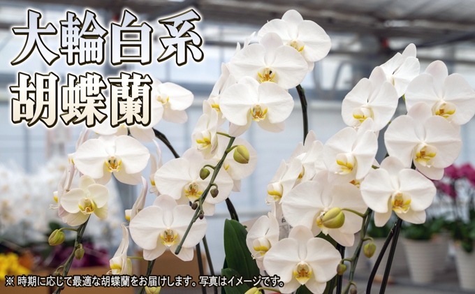 赤平長持ち胡蝶蘭白花大輪3本立て（36輪以上）胡蝶蘭 花 ギフト プレゼント お祝い 贈り物