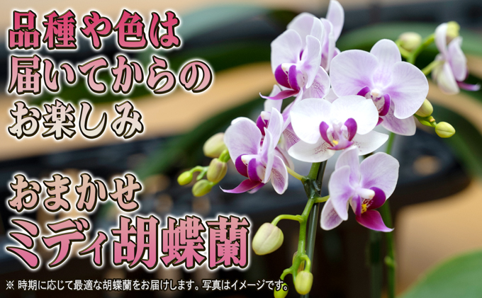 品種おまかせミディ胡蝶蘭1本立て1鉢 胡蝶蘭 花 ギフト プレゼント お祝い 贈り物