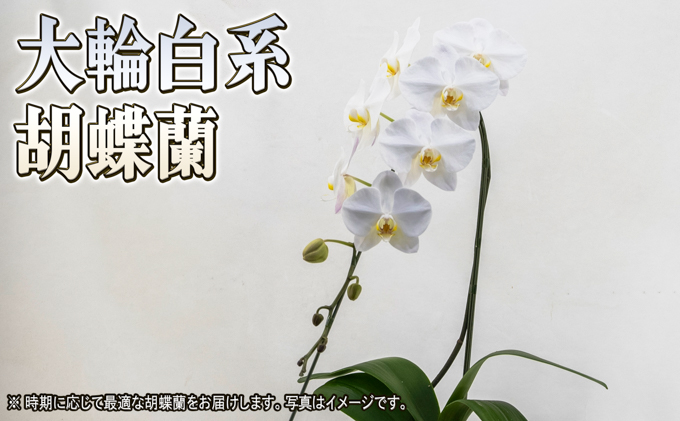 大輪白花系胡蝶蘭1本立て 胡蝶蘭 花 ギフト プレゼント お祝い 贈り物