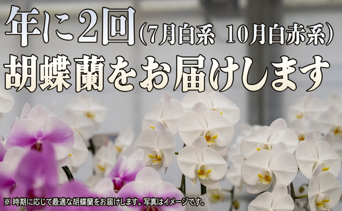 大輪胡蝶蘭の3本立ての年2回お届け（7月：白系、10月：白赤系）胡蝶蘭 花 ギフト プレゼント お祝い 贈り物