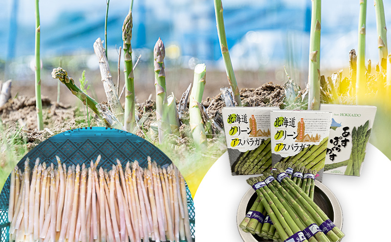 数量限定 緑白紫 3種 アスパラガス 900g 北海道 富良野 新鮮 野菜 アスパラ