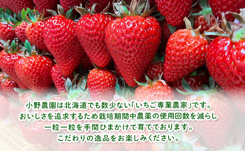 【2026年先行予約】 富良野産 いちご ほしうらら 小玉 10～12粒×2パック　［ フルーツ 果物 新鮮 贈り物 ギフト フルーツ 生いちご イチゴ 苺 大粒 甘い 道産 北海道 富良野 ］