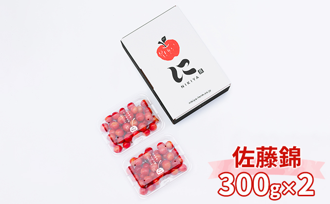 北海道 仁木町産 さくらんぼ 佐藤錦 600g（300g×2）Lサイズ以上 ジューシー 旬のフルーツ 旬の果物 国産 日本産 サクランボ チェリー フルーツ 果物 果物類 ギフト 仁木町 仁木 [ジャパーナプランニング株式会社]