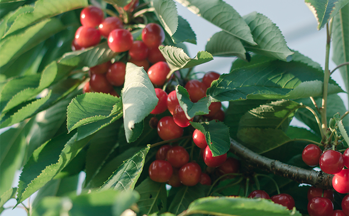 北海道 仁木町産 さくらんぼ 佐藤錦 600g（300g×2）Lサイズ以上 ジューシー 旬のフルーツ 旬の果物 国産 日本産 サクランボ チェリー フルーツ 果物 果物類 ギフト 仁木町 仁木 [ジャパーナプランニング株式会社]