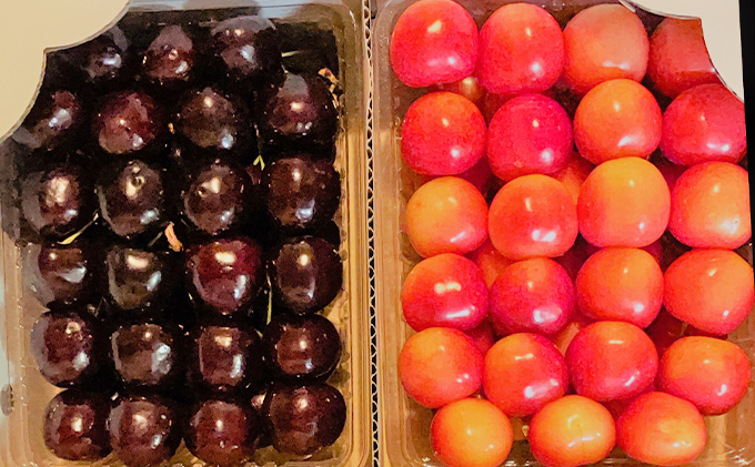 数量限定 北海道 仁木町産 さくらんぼ 2種 食べ比べセット 600g Lサイズ以上 ジューシー 旬のフルーツ 旬の果物 食べ比べ 国産 日本産 サクランボ チェリー フルーツ 果物 果物類 ギフト 仁木町 仁木 [鶴田農園]