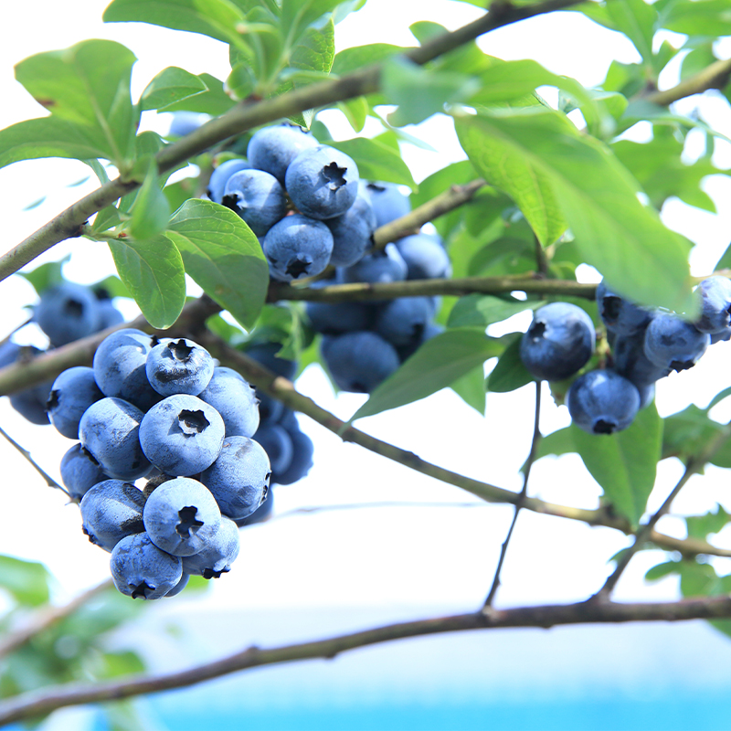 [先行受付] 生 ブルーベリー 1kg 北海道 仁木町 ベリー ブルーベリー 生ブルーベリー 生 ジャム ブルーベリージャム シャーベット ヨーグルト スムージー 果物 [カムナビファーム]