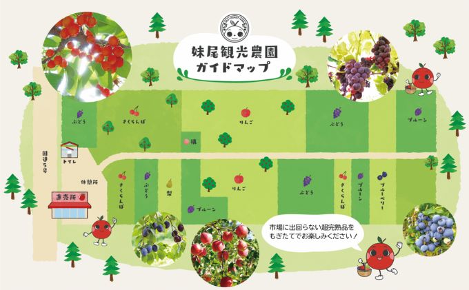 妹尾観光農園 フルーツ狩りチケット4000円 割引 チケット クーポン 利用券 フルーツ 旅行 体験 農園 北海道 仁木町 [フルーツショップ妹尾観光農園]