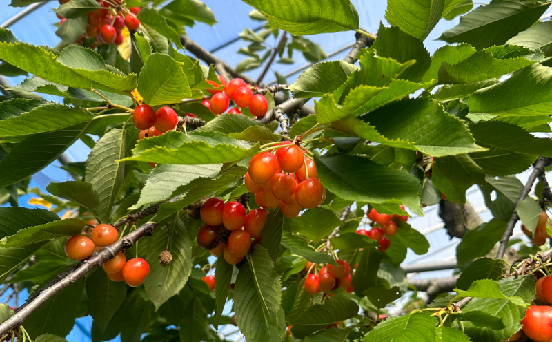 北海道仁木町産 さくらんぼジャム 120g×2本 [iori farm] 栽培期間中 除草剤不使用