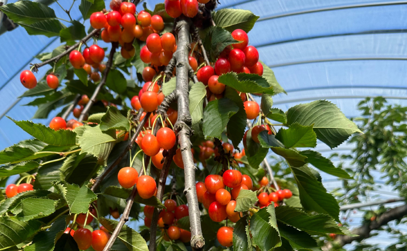 北海道仁木町産 さくらんぼジャム 120g×2本 [iori farm] 栽培期間中 除草剤不使用