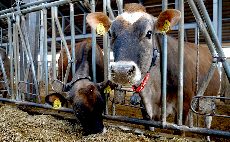≪9ヵ月定期便≫ 牧場直送ジャージーミルク6個BOX 北海道 上富良野町 アイス アイスクリーム ジェラート デザート ギフト 贈呈 贈り物 ミルク 生乳 牛乳
