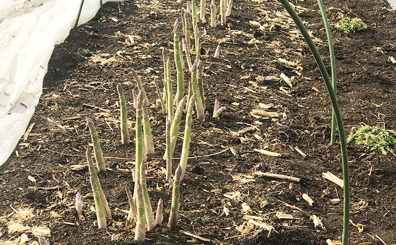 朝採り グリーンアスパラ L～2Lサイズ混合 2kg［松鶴ファーム］アスパラ アスパラガス ハウスアスパラ 野菜 やさい 新鮮 とれたて 甘い 北海道 南富良野