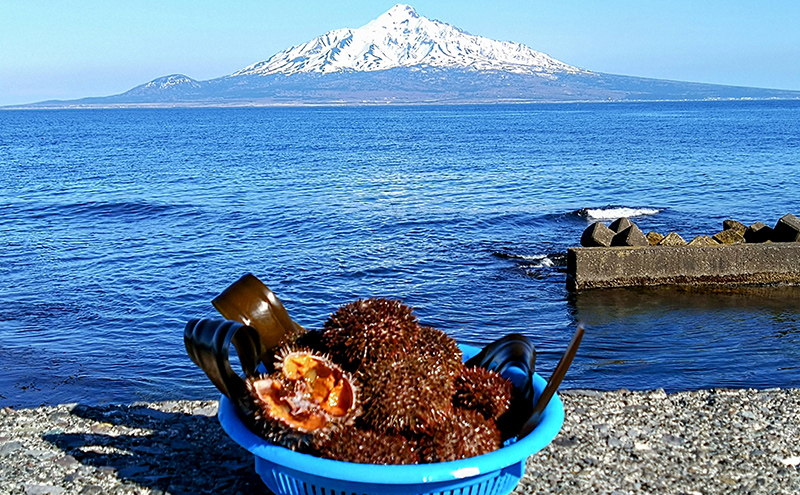 北海道 礼文島産 生うに (えぞばふんうに) 塩水パック 100g×2 生ウニ 塩水うに 魚貝類 雲丹