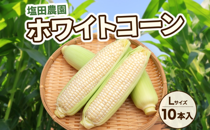 はまっこ【5/30以降発送】白いとうもろこしピュアホワイト20本セット 楽天市場】白いとうもろこし ピュアホワイト L〜2L混合 10本入り
