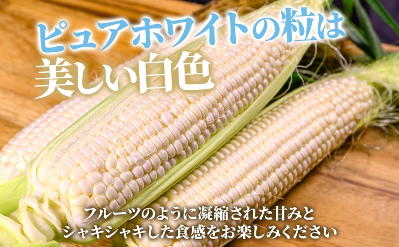 北海道産 白い とうもろこし ピュア ホワイト L 10本 8月中旬