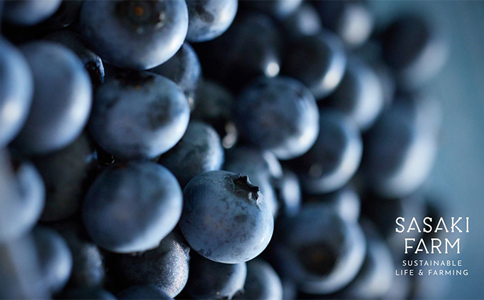 北海道 洞爺湖町産 フレッシュ ブルーベリー 500g 2パック 計1kg 7月25日から順次お届け 北海道産 ブルーベリー 果物 果実 フルーツ 新鮮 国産 ベリー 農作物 お取り寄せ 冷凍 長期 保存 送料無料