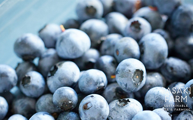 北海道 洞爺湖町産 フレッシュ ブルーベリー 500g 2パック 計1kg 7月25日から順次お届け 北海道産 ブルーベリー 果物 果実 フルーツ 新鮮 国産 ベリー 農作物 お取り寄せ 冷凍 長期 保存 送料無料