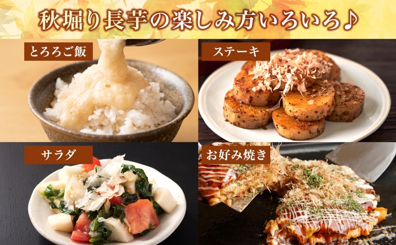 北海道 洞爺湖町産 秋掘り 長芋 約5kg 先行受付 2025年 11月中旬～下旬にお届け 長いも ながいも 芋 山芋 山うなぎ とろろ ステーキ 万能 旬 秋 野菜 根菜 常温 塩田農園