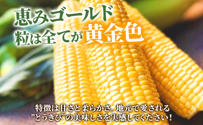 北海道産 とうもろこし 恵味 ゴールド 2L 8本 8月中旬～9月下旬頃お届け 朝採り 恵味 めぐみトウモロコシ スイート コーン 甘い 新鮮 先行受付 夏 野菜 産地直送 塩田農園 送料無料 北海道 洞爺湖町