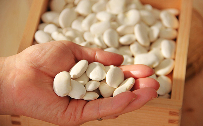 北海道 洞爺湖町産 高級菜豆 2種 白花豆 500g 紫花豆 500g 計1kg 12月中旬よりお届け 花豆 豆 マメ まめ 大粒 甘い 北海道産 国産 煮豆 スープ 煮込み料理 常温 お取り寄せ 送料無料 【 洞爺湖町 】