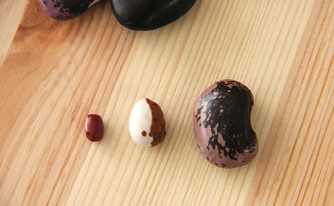 北海道 洞爺湖町産 高級菜豆 2種 白花豆 500g 紫花豆 500g 計1kg 12月中旬よりお届け 花豆 豆 マメ まめ 大粒 甘い 北海道産 国産 煮豆 スープ 煮込み料理 常温 お取り寄せ 送料無料 【 洞爺湖町 】