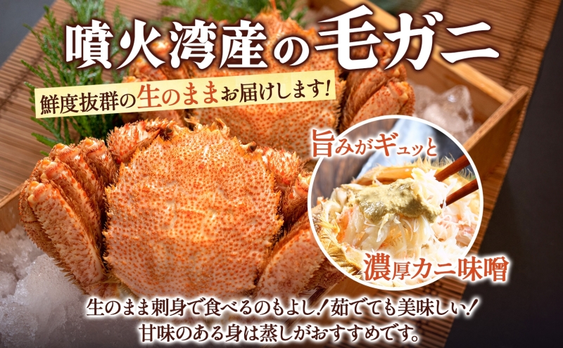 先行受付 北海道 噴火湾産 活毛がに 350g前後×2尾 2026年6月下旬～7月上旬お届け 北海道産 旬 新鮮 毛がに かに カニ 蟹 毛ガニ 毛蟹 カニ味噌 天然 噴火湾 産地直送 お取り寄せ 冷蔵 洞爺湖町