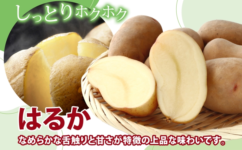 北海道産 じゃがいも はるか 10kg M～2L混合 訳あり 2024年12月中旬～2025年3月末お届け 野菜 ジャガイモ 馬鈴薯 芋 いも 旬 北海道 洞爺湖町 肉じゃが カレー コロッケ 野菜 農作物 お取り寄せ