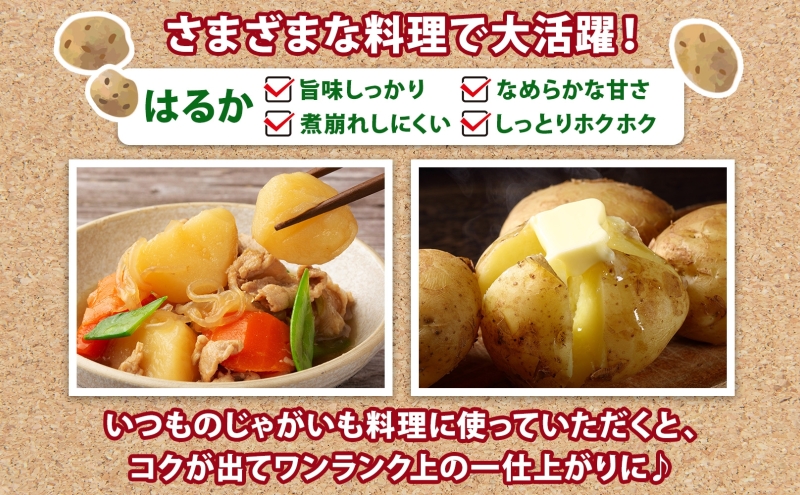 北海道産 じゃがいも はるか 10kg M～2L混合 訳あり 2024年12月中旬～2025年3月末お届け 野菜 ジャガイモ 馬鈴薯 芋 いも 旬 北海道 洞爺湖町 肉じゃが カレー コロッケ 野菜 農作物 お取り寄せ