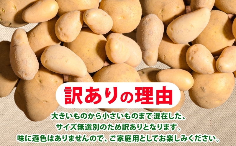 北海道産 じゃがいも はるか 10kg M～2L混合 訳あり 2024年12月中旬～2025年3月末お届け 野菜 ジャガイモ 馬鈴薯 芋 いも 旬 北海道 洞爺湖町 肉じゃが カレー コロッケ 野菜 農作物 お取り寄せ