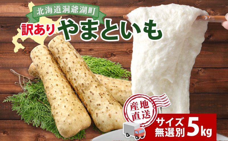 北海道産 やまといも 5kg 訳あり 2024年12月中旬～2025年3月末お届け 野菜 大和芋 とろろ芋 芋 いも とろろ 山芋 旬 北海道 洞爺湖町 野菜 農作物 お取り寄せ 産地直送 送料無料