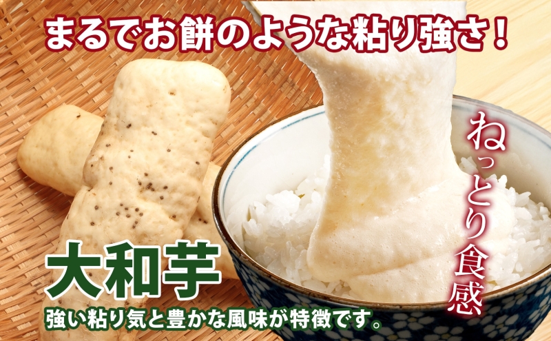 北海道産 やまといも 5kg 訳あり 2024年12月中旬～2025年3月末お届け 野菜 大和芋 とろろ芋 芋 いも とろろ 山芋 旬 北海道 洞爺湖町 野菜 農作物 お取り寄せ 産地直送 送料無料