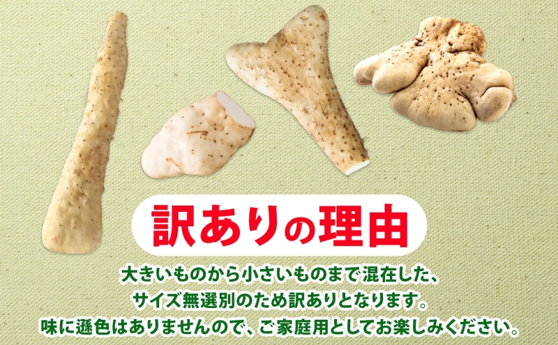北海道産 やまといも 5kg 訳あり 2024年12月中旬～2025年3月末お届け 野菜 大和芋 とろろ芋 芋 いも とろろ 山芋 旬 北海道 洞爺湖町 野菜 農作物 お取り寄せ 産地直送 送料無料