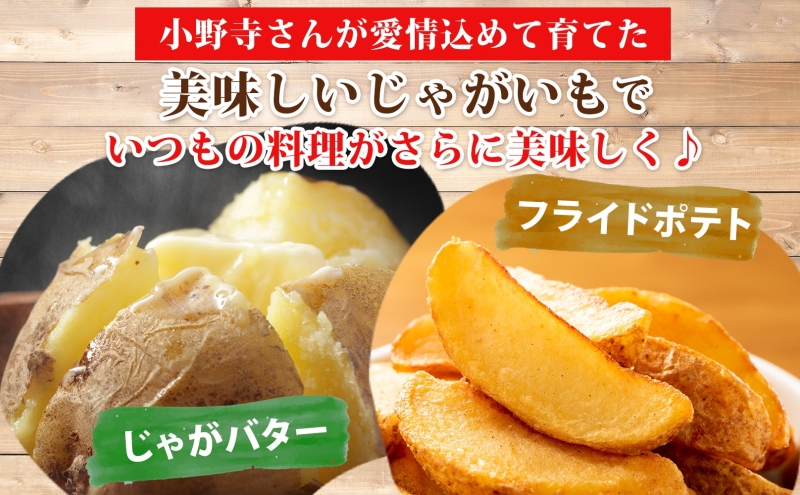 じゃがいも きたあかり 10kg 10月初旬～12月中旬お届け 栗じゃがいも ホクホク 甘い ポテトサラダ コロッケ 産地直送 お取り寄せ 国産 小野寺農園 北海道 洞爺湖町