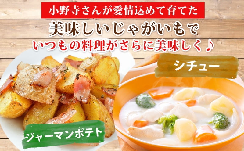 じゃがいも とうや 10kg 10月初旬～12月中旬ごろお届け ホクホク 甘い ポテトサラダ コロッケ 産地直送 お取り寄せ 国産 小野寺農園 北海道 洞爺湖町