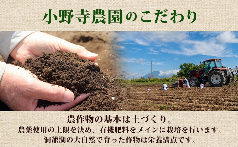 じゃがいも はるか 10kg しっとり 甘い 10月初旬～12月中旬ごろお届け カレーライス 肉じゃが 産地直送 お取り寄せ 国産 小野寺農園 北海道 洞爺湖町