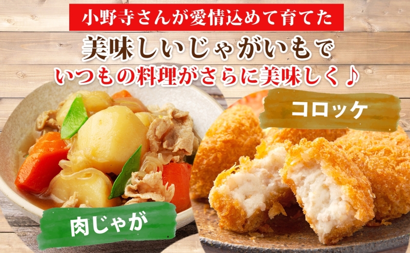 じゃがいも はるか 10kg しっとり 甘い 10月初旬～12月中旬ごろお届け カレーライス 肉じゃが 産地直送 お取り寄せ 国産 小野寺農園 北海道 洞爺湖町