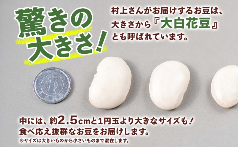 洞爺湖町産 白花豆 約1kg 2025年11月上旬から順次出荷 北海道産 高級 菜豆 ベニバナインゲン 花豆 豆 マメ まめ 大粒 大白花豆 国産 煮豆 スープ 調理 アレンジ お取り寄せ 北海道 洞爺湖町