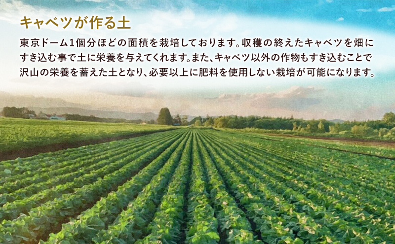 北海道 十勝 幕別町産 キャベツ 4玉 【 野菜 サラダ 産地直送 竹内農場 きゃべつ 葉野菜 ロールキャベツ 千切り 】