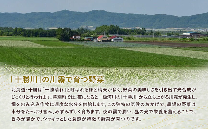 北海道 十勝 幕別町産 キャベツ 4玉 【 野菜 サラダ 産地直送 竹内農場 きゃべつ 葉野菜 ロールキャベツ 千切り 】