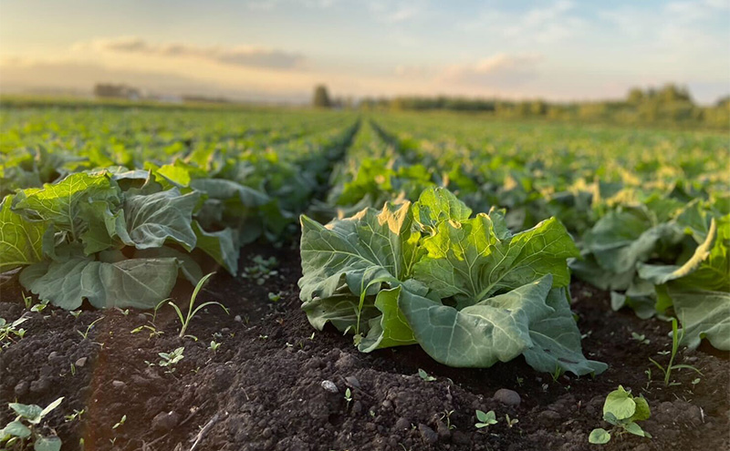 北海道 十勝 幕別町産 キャベツ 4玉 【 野菜 サラダ 産地直送 竹内農場 きゃべつ 葉野菜 ロールキャベツ 千切り 】