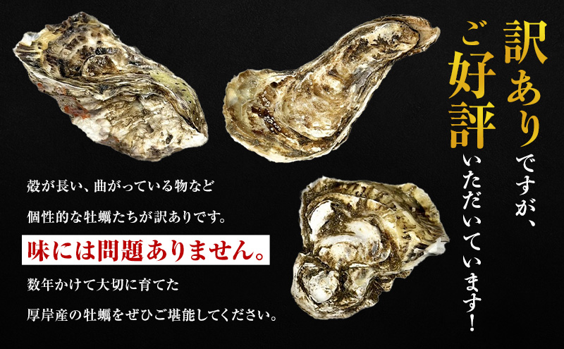 1月配送 訳あり ハーフ 規格外 牡蠣 北海道厚岸産 殻付カキ 約2kg（11～25個）カキナイフ付 生食 魚貝類 生牡蠣 かき 生カキ カキフライ マルえもん いびつな形 四季によって違う味わい コクがあり濃厚