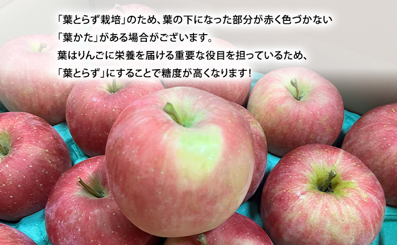 10月発送 家庭用 訳あり 早生ふじ 約 3kg りんご リンゴ 林檎 果物 フルーツ わけあり 青森
