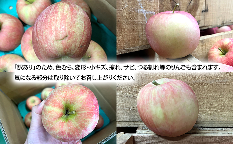 10月発送 家庭用 訳あり 早生ふじ 約 3kg りんご リンゴ 林檎 果物 フルーツ わけあり 青森