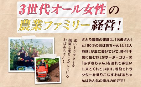 りんご さとう農園の葉とらずリンゴ サンふじ 5kg 葉とらず フルーツ 果物 おやつ 冬 旬 旬のフルーツ 旬の果物 お取り寄せ 蜜入り 産地直送 岩手 盛岡市 予約 2025年