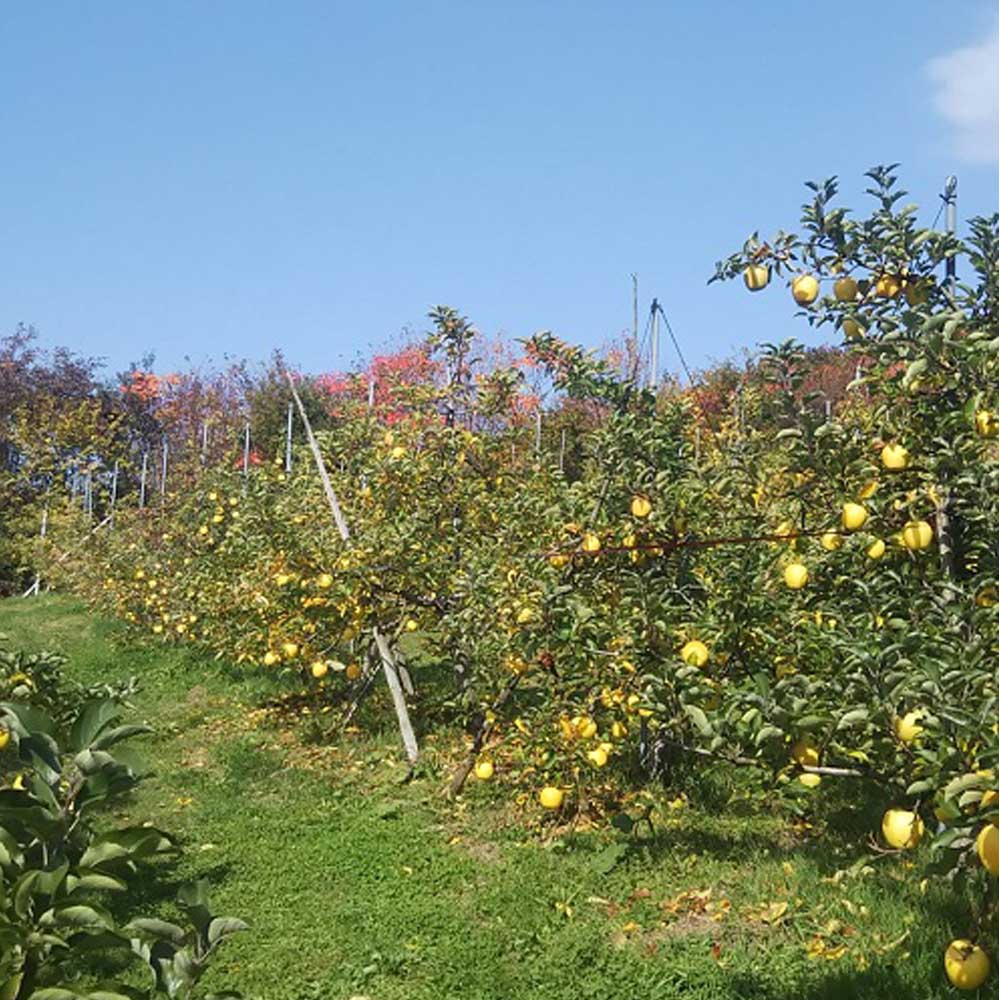 佐々木果樹園 乙部角屋 搾りたて 林檎ジュース＆農家の蔵出し 濃厚りんごネクター 飲料 果汁飲料 飲み物 アップルジュース 盛岡りんご りんご100％ ストレート果汁 果肉入り