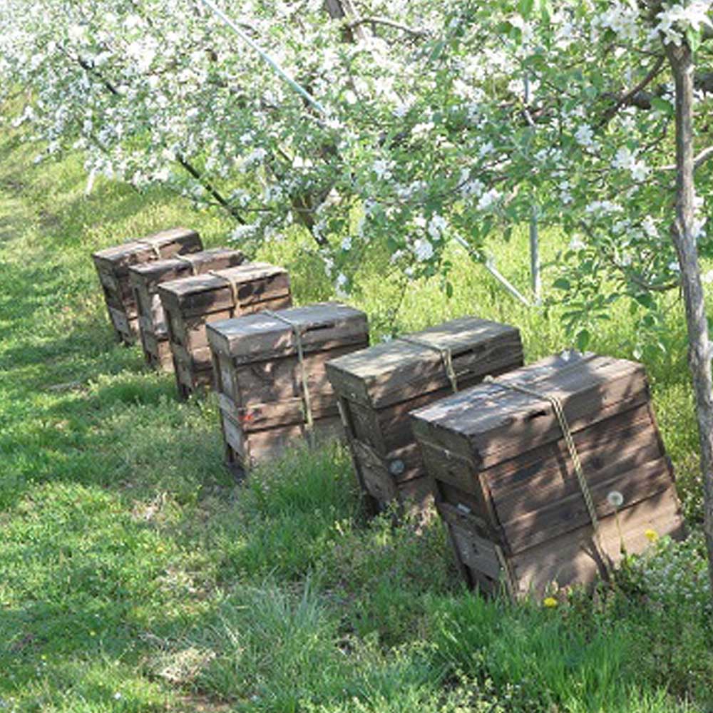 佐々木果樹園 乙部角屋 搾りたて 林檎ジュース＆農家の蔵出し 濃厚りんごネクター 飲料 果汁飲料 飲み物 アップルジュース 盛岡りんご りんご100％ ストレート果汁 果肉入り